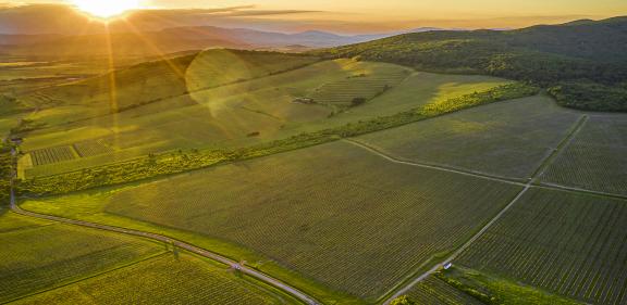 TOKAJ & CO - vinohrady